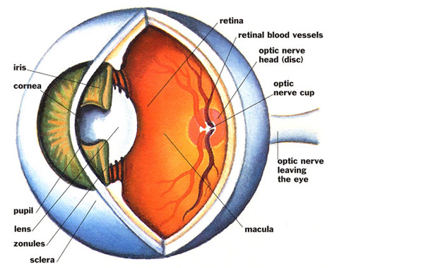 Berwick Family Eyecare Glaucoma